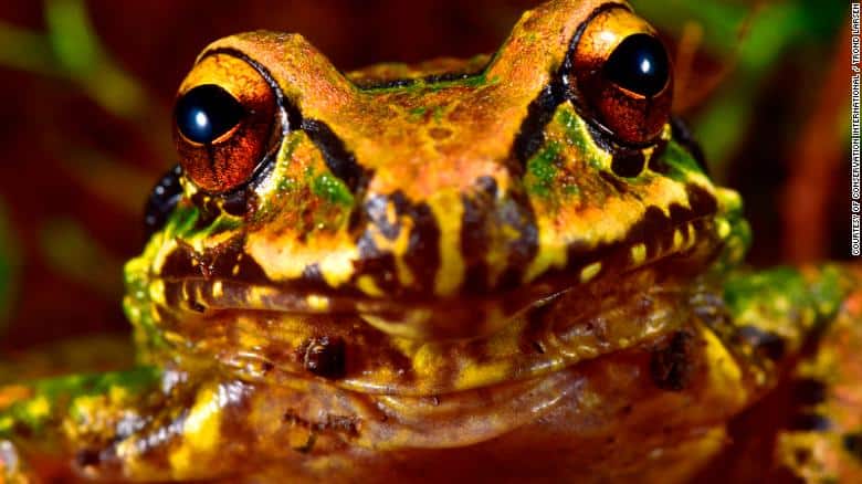 Conservation International: A Mercedes robber frog