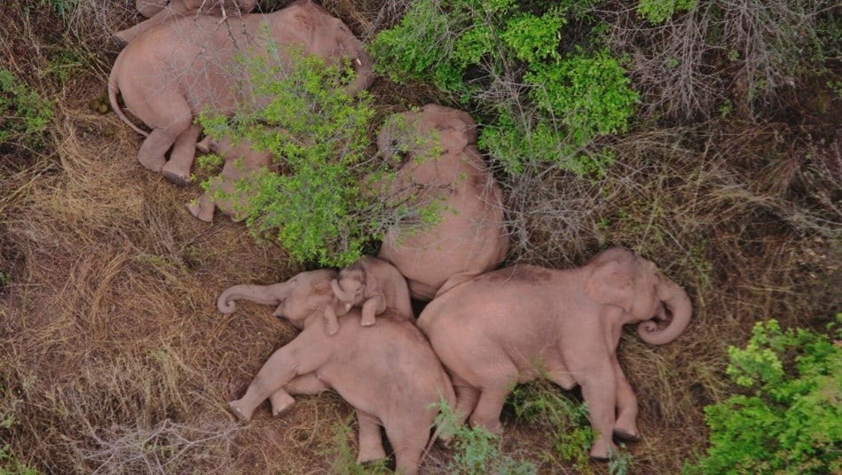 Follow-Up: Elephant herd in China: Are they returning back home?