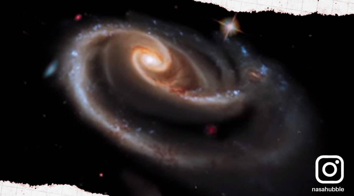 NASA Rose