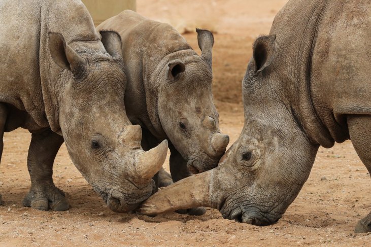 Al Ain Zoo pushes ahead its rhino conservation efforts