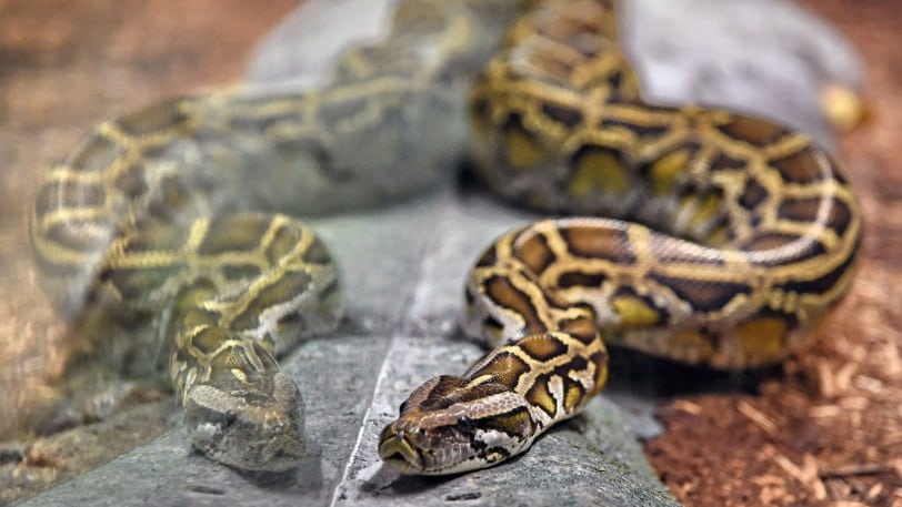 Python