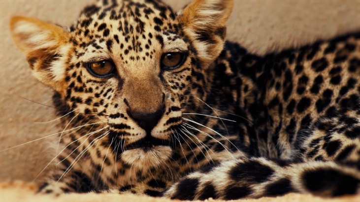 Leopard