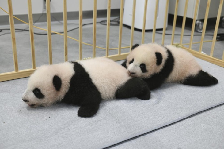 Panda Cub Twins