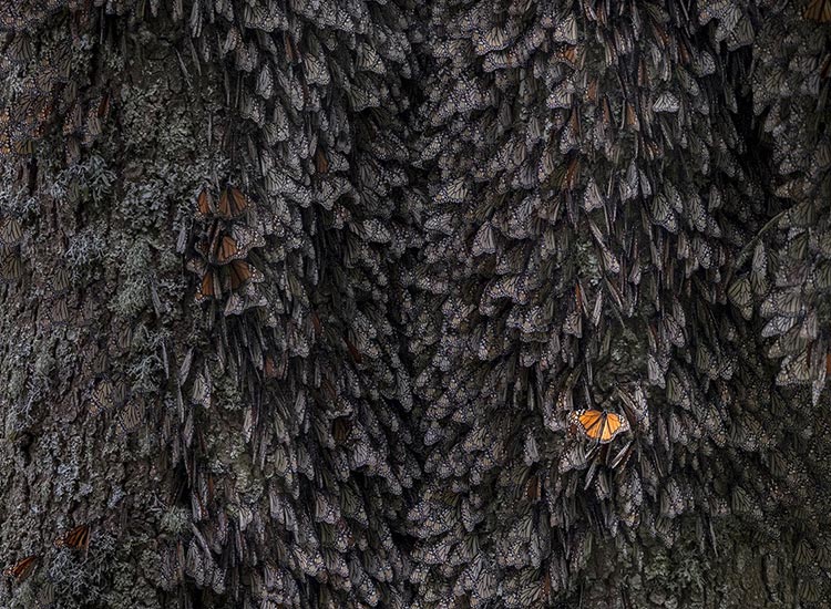 Nature-inFocus-Festival-winner--lakshitha-karunarathna-natureinfocus-monarch