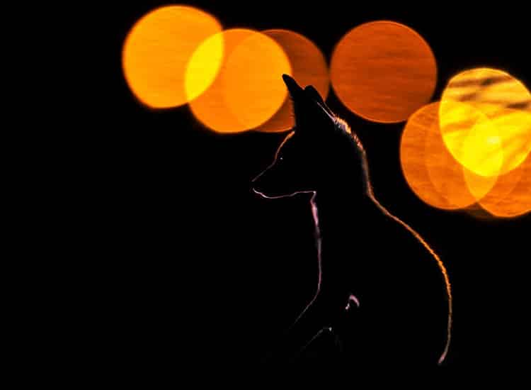 Nature-inFocus-Festival-winner--mohammad-murad