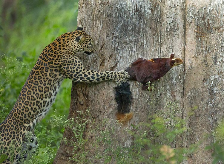 Wildlife photography winners announced at Nature inFocus Festival
