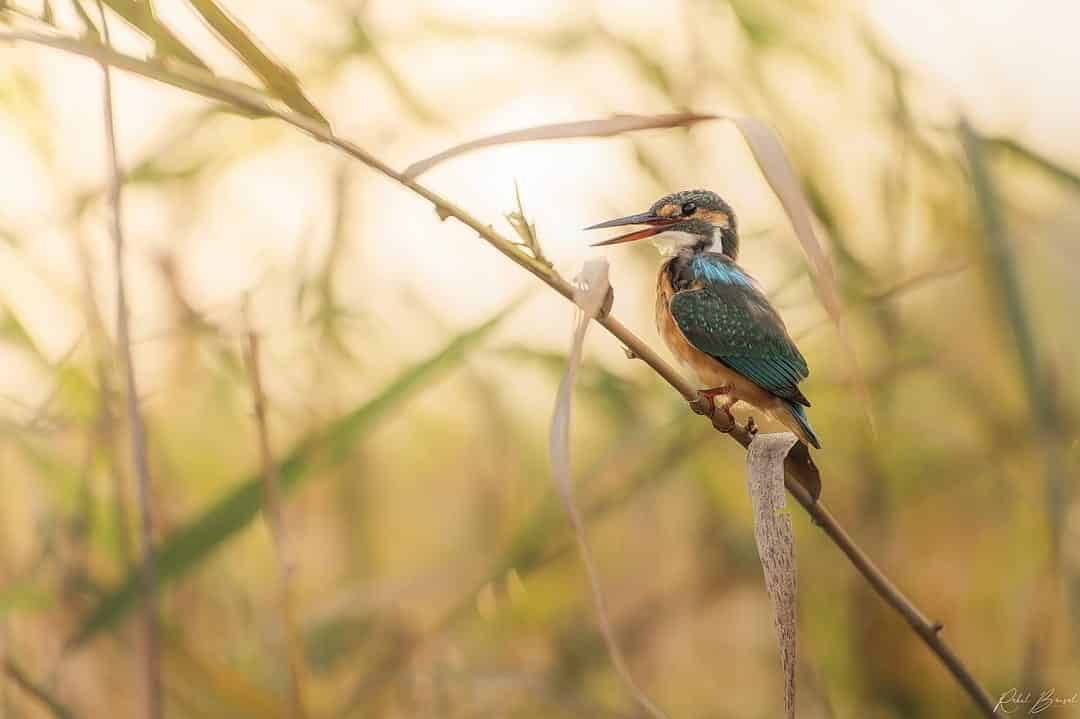 Winter is coming and so are flocks of migratory birds