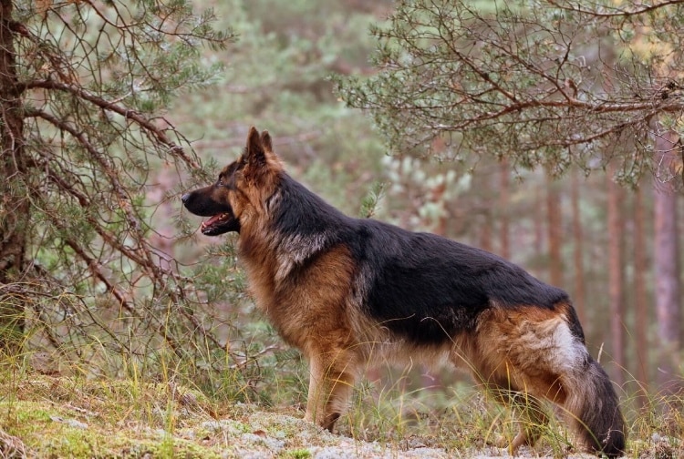 Dog gets his owner help by ushering cops to the crash site