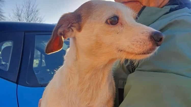 rescue with sausage drone dog