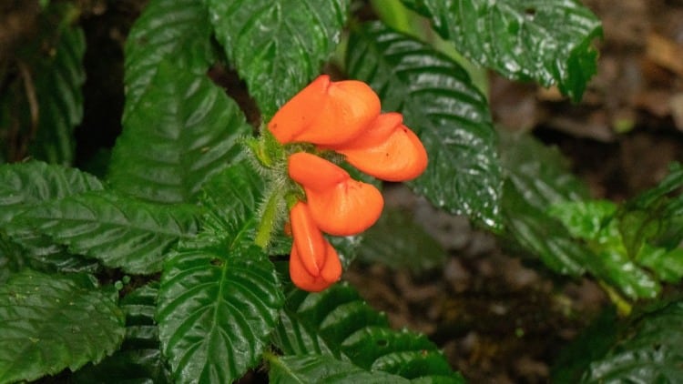 A blazing orange wildflower thought to be extinct for 36 years was rediscovered
