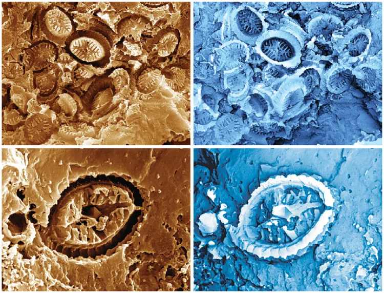 Scientists discover 'ghost' fossils beneath a microscope