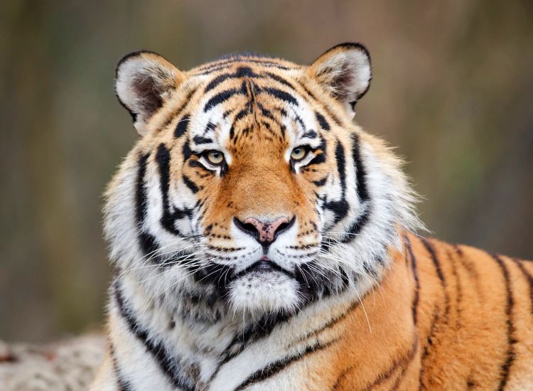 Zoos collect DNA samples of animals before they go extinct