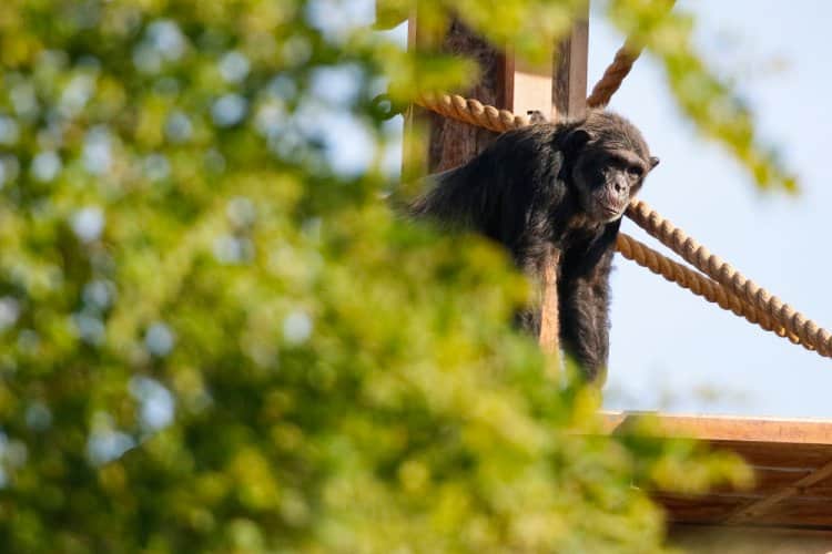 Al Ain Zoo adopts world-class technologies in wildlife conservation