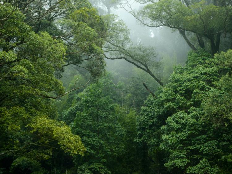 Environmental prize winner warns 'tipping point' close in rainforests