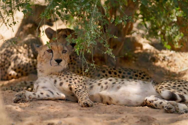 Sharjah-Safari-documentary-wins-2-awards-from-Hollywood-and-Milan