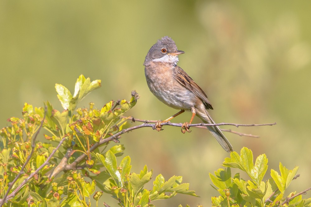 Al-Ain-Zoo-monitors-the-journey-of-100-migratory-birds-detecting-5-new-species