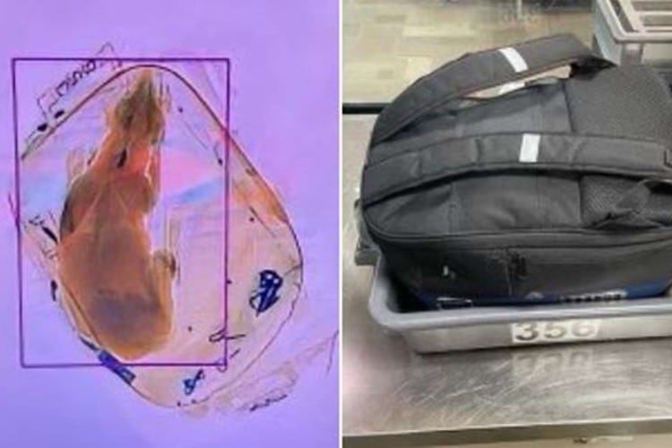 TSA discovers dog in a carry-on bag at Wisconsin airport checkpoint