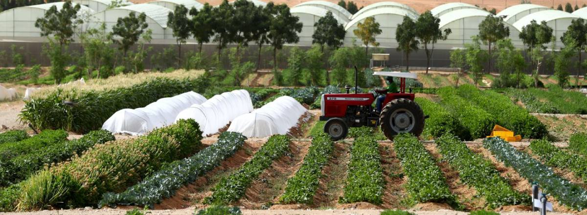 UAE's Organic Farm Opens Its Doors For Winterfest