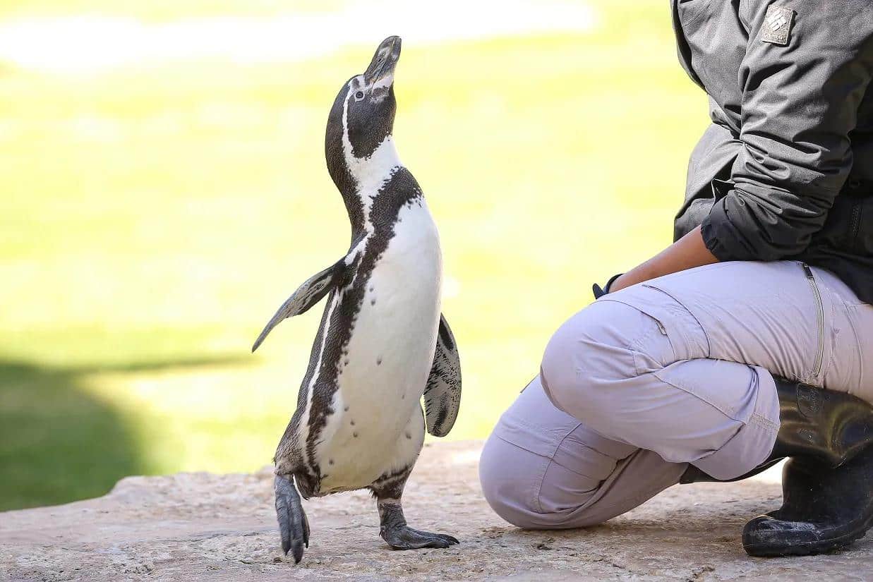 Al Ain Zoo invites visitors to meet Humboldt penguins