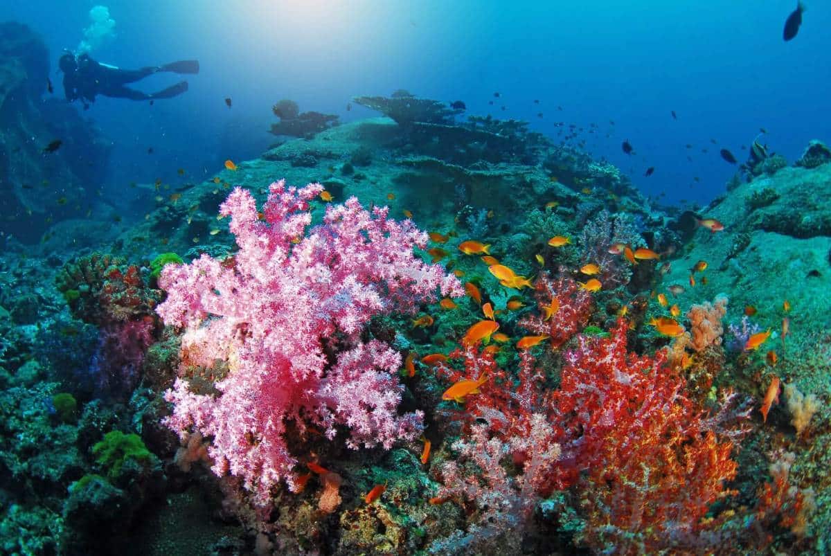 Emirates Draw joins the Coral Reef Restoration Programme to plant over 6,464 coral fragments