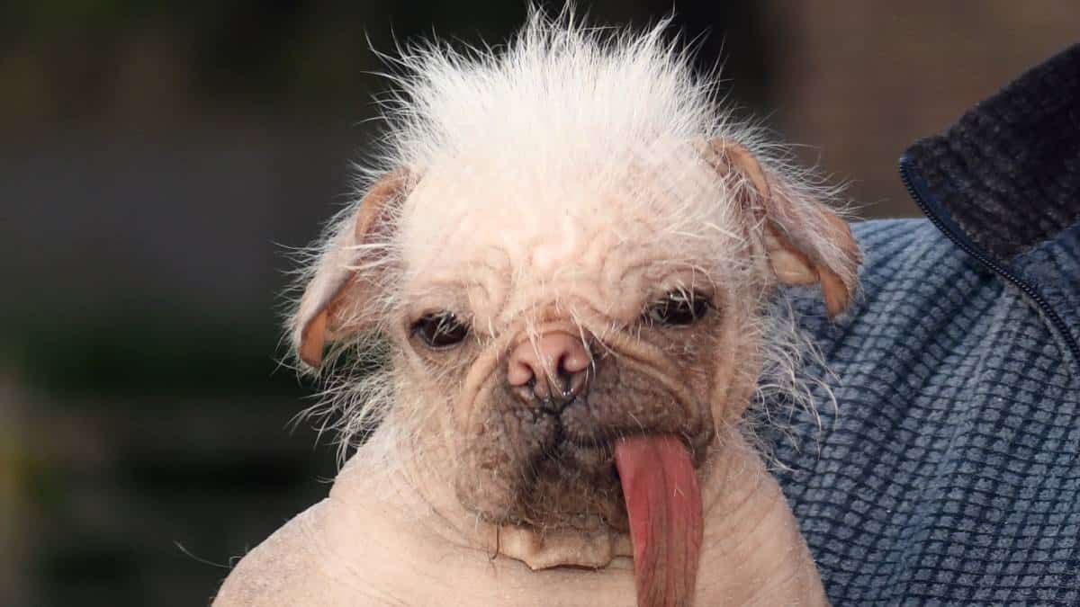 The search is on to find the ugliest dog in the world