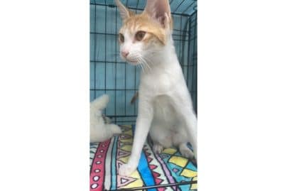 Find your furry little friend for life at Adoption Day Dubai every Sunday