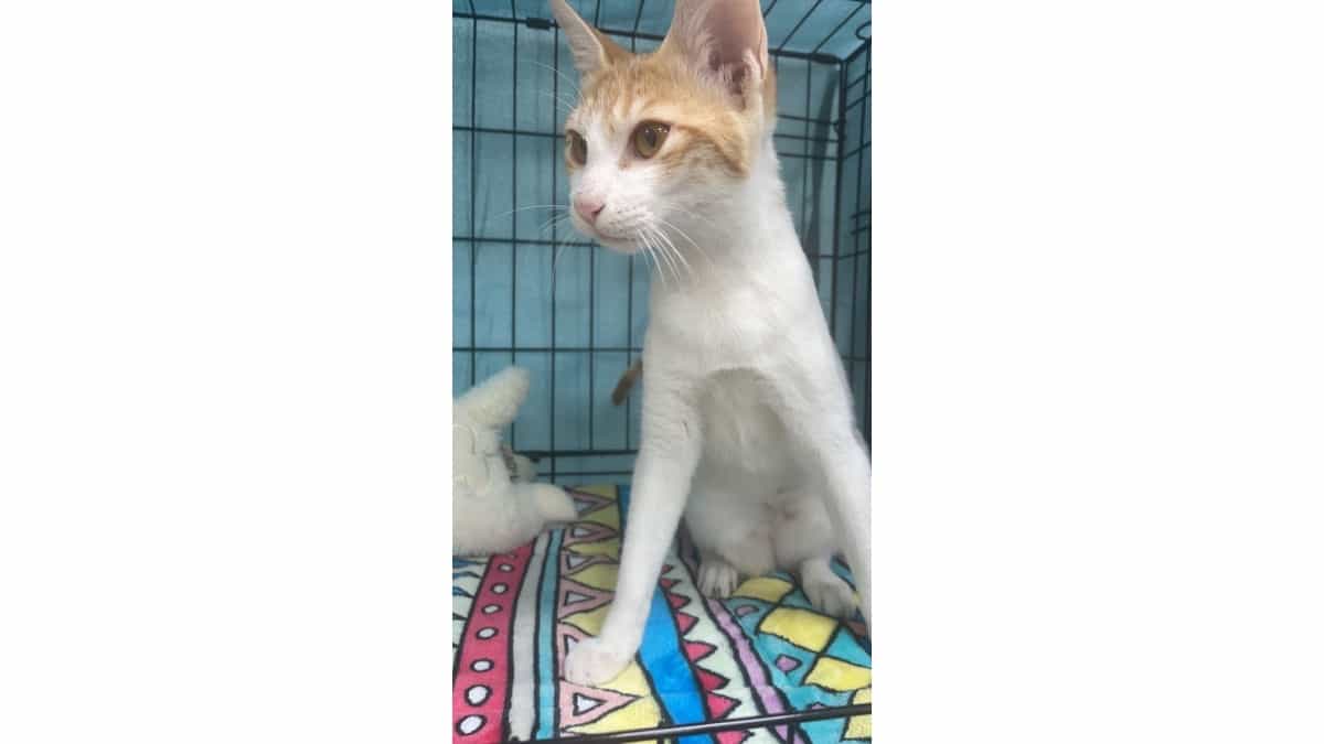 Cat Adoption Day Dubai GEMS Student article