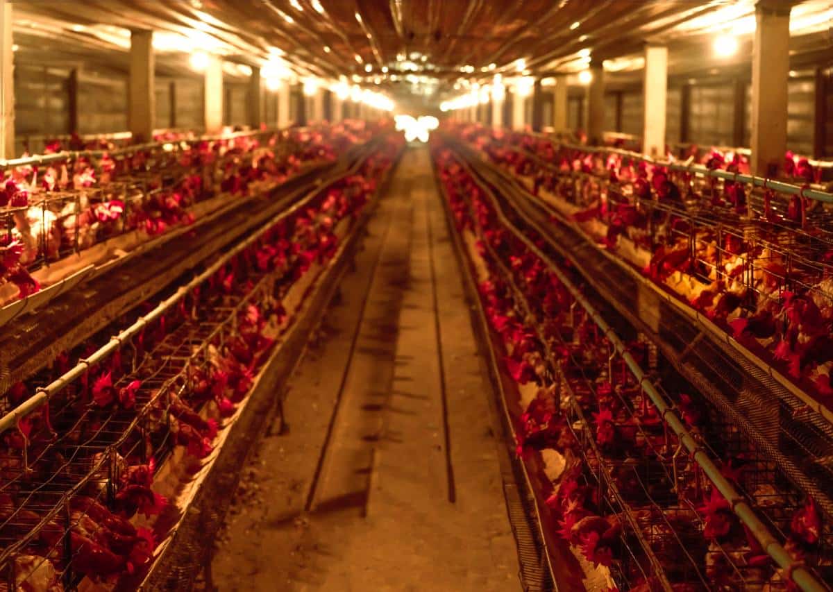 Japan egg prices soar amid record 16 million bird flu cullings