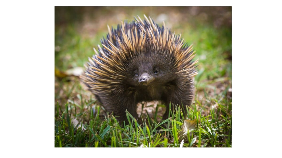 The Green Planet Dubai welcomes the Region’s first two echidnas this Easter
