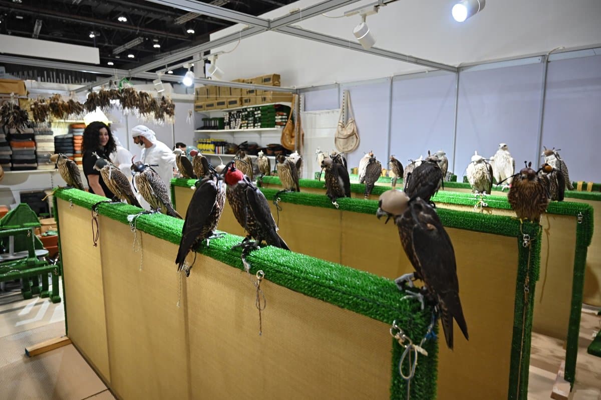 Falconry between the past and present at Abu Dhabi International Hunting and Equestrian Exhibition (ADIHEX) 2023