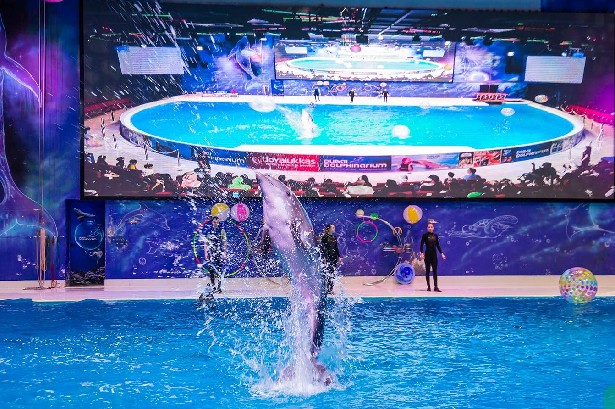 this-day-that-year-may-21-history-dubai-dolphinarium