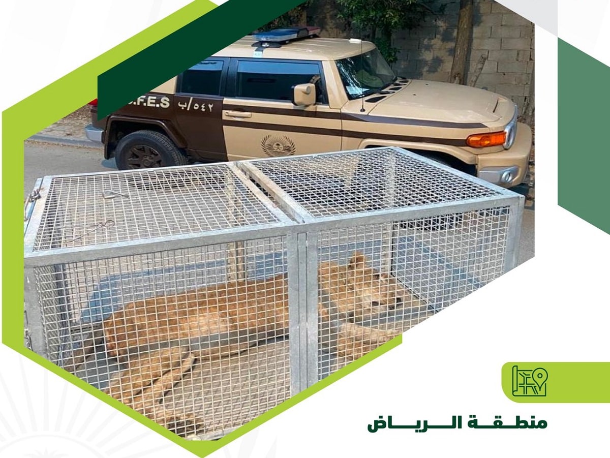 lion-captured-riyadh