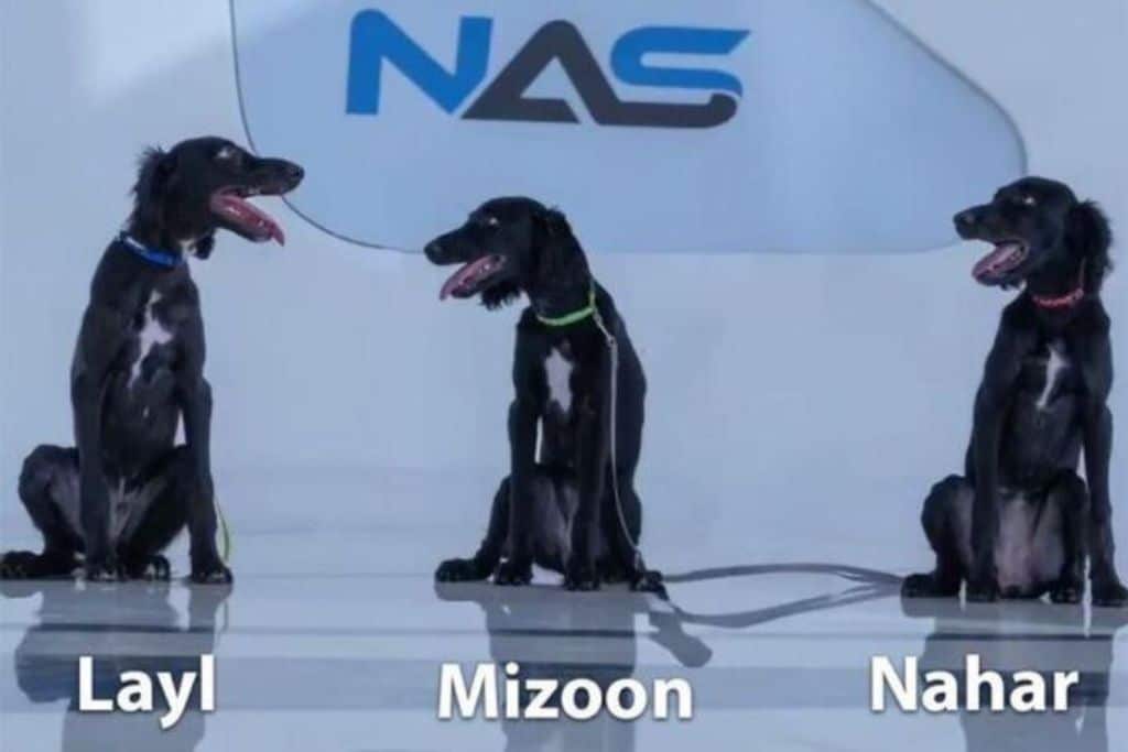 sheikh-hamdan-dog-names