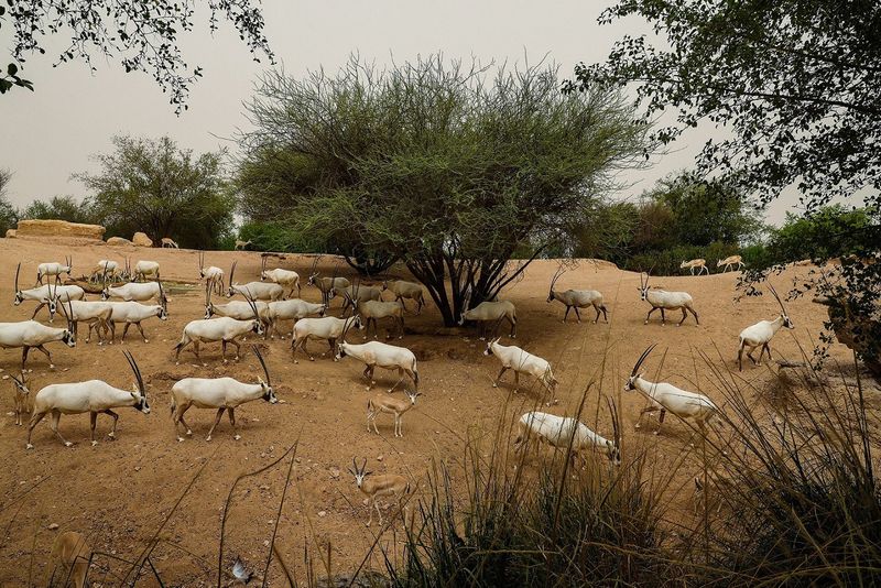 al-ain-zoo-preserving-perennial-trees