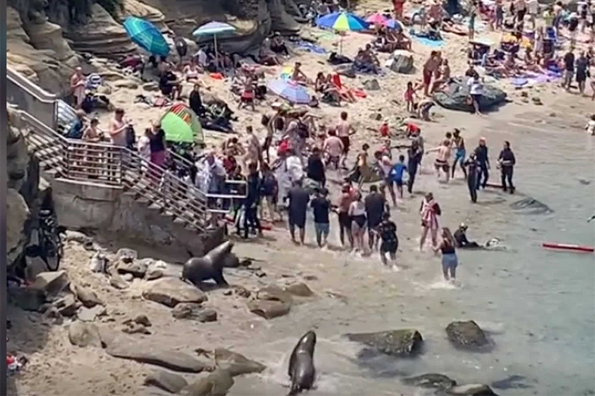 sea-lions-charge-beachgoers