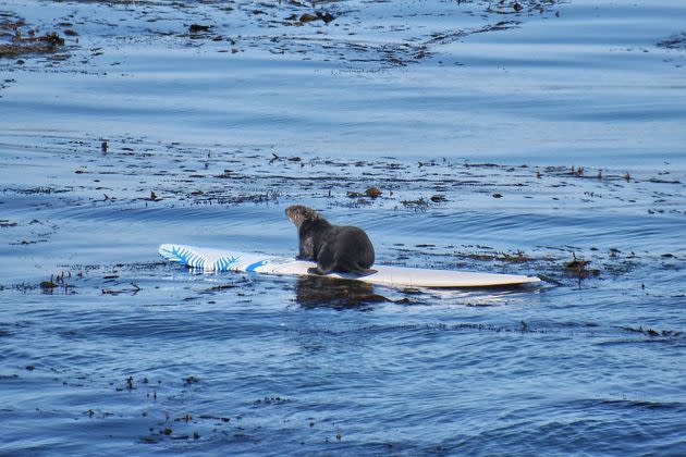sea-otter-steals-surfboards