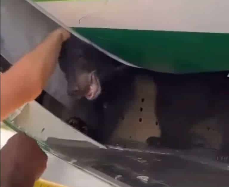 bear-cub-on-flight-to-dubai
