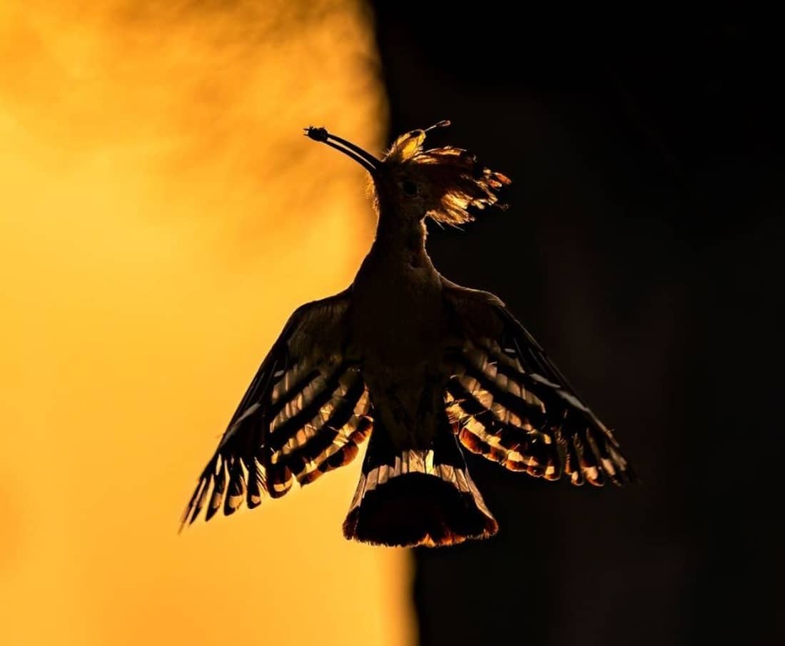 Nikon-Bird-Photo-al Qudra
