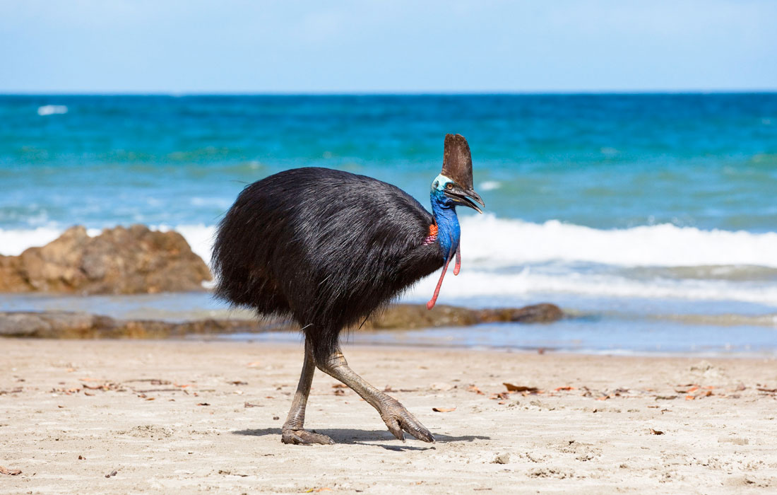 Cassowary-ocean-sea-dangerous-beach
