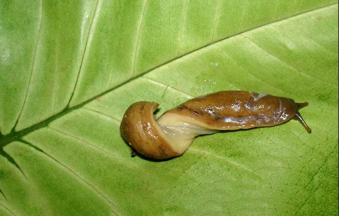 Abu-Dhabi-invasive-species