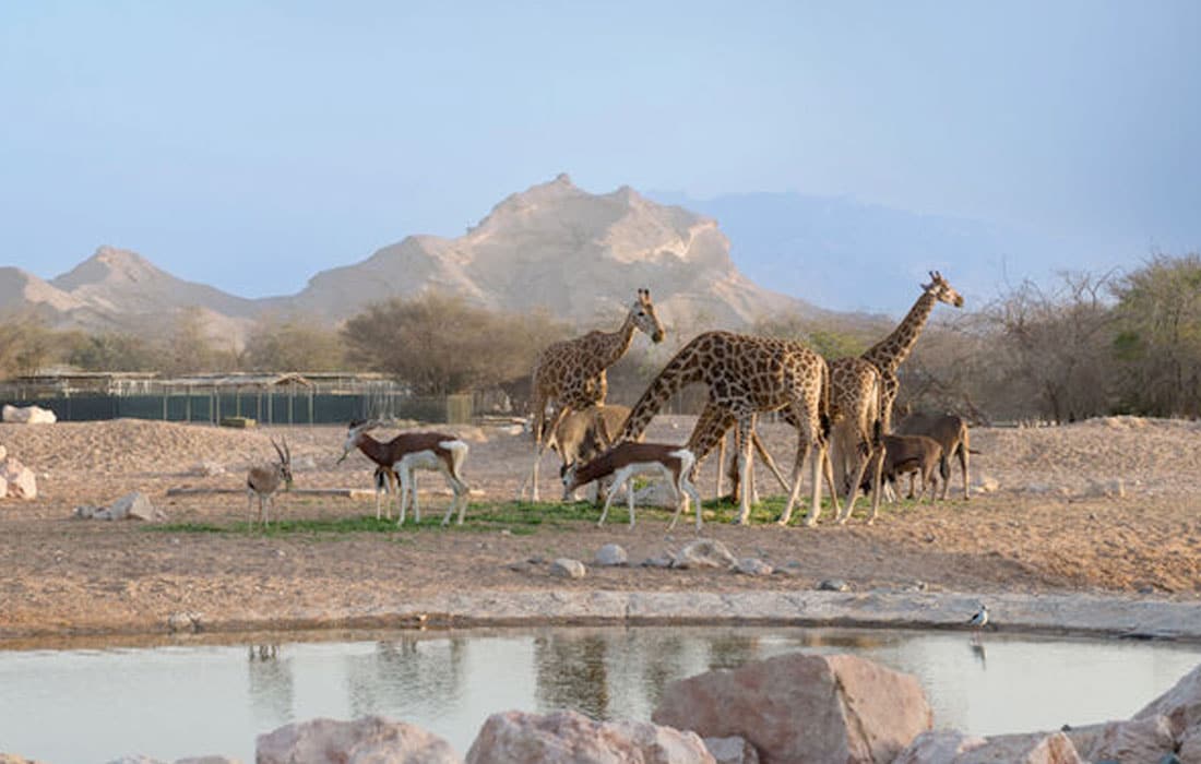 Al-Ain-Zoo-10-million