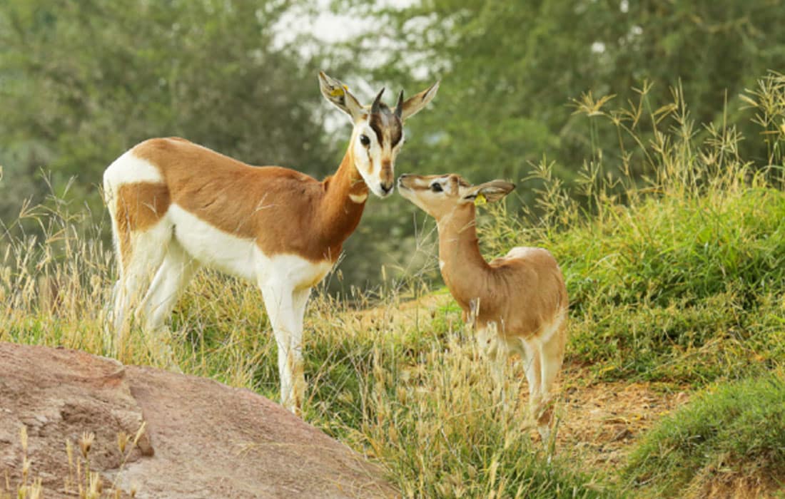 Al-Ain-Zoo-575-newborn-animals-2023