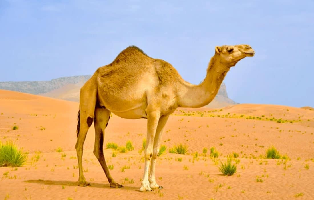 Camel-year-of-the-camelids-UN
