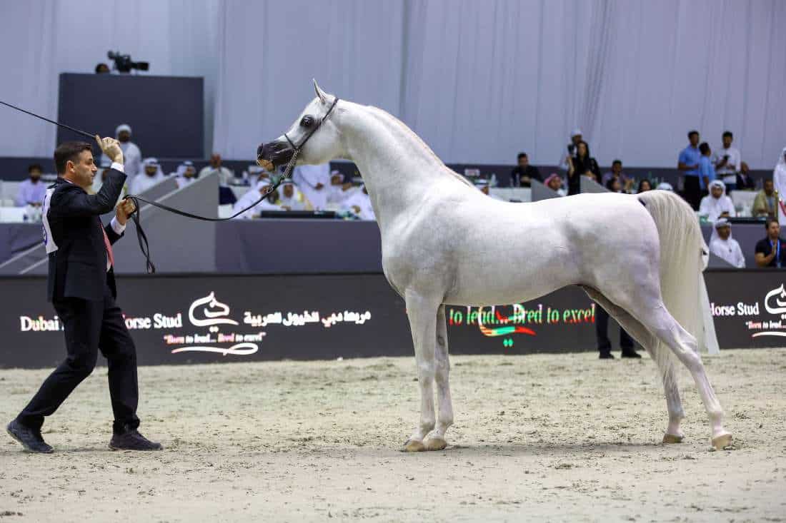Dubai International Arabian Horse Championship 2024