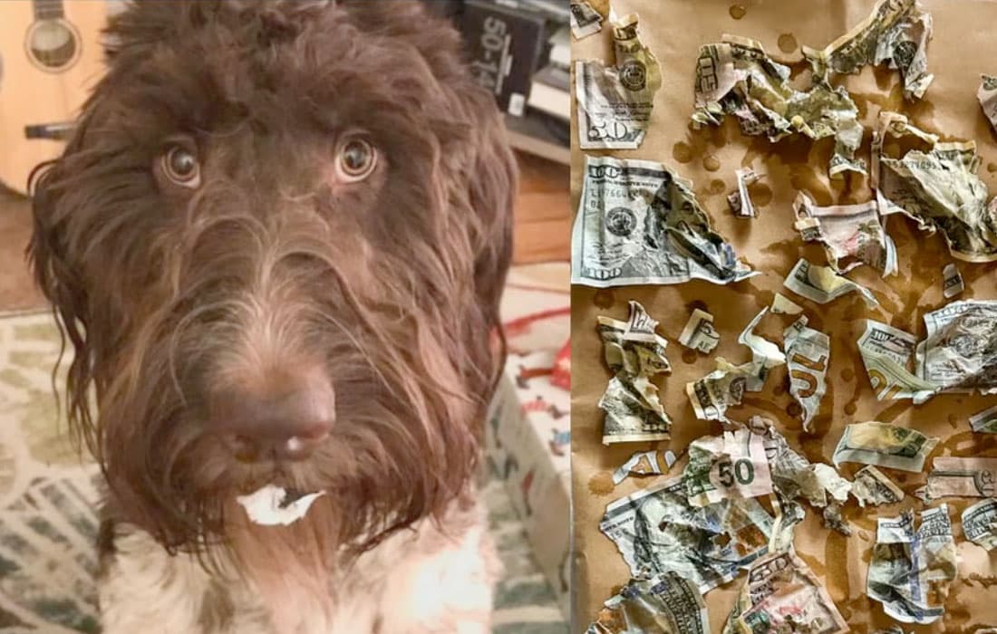 Pet-dog-eats-money-US