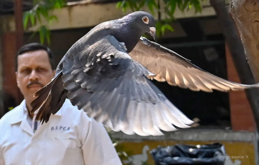 Pigeon-chinese-spy-india-jail