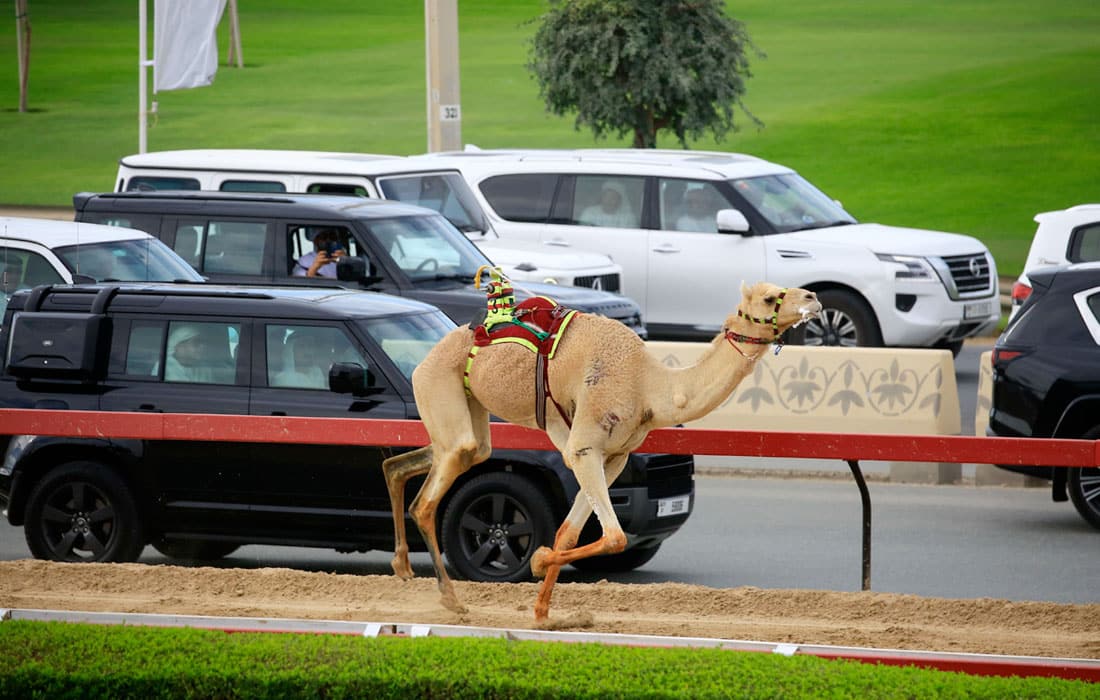 Mohammed-Al-Marmoom-Heritage-Festival--Camel-Racing