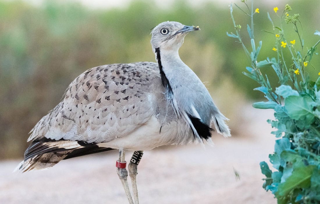 MBZF-global-bird-conservation