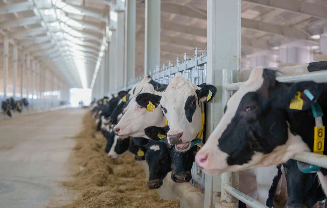 The dairy farm in Sharjah boasts a herd of purebred Holstein cows from Germany & Denmark projecting herd size of 5,000 over next five years.