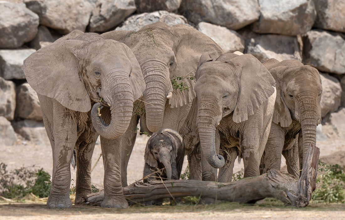 Sharjah-Safari-birth-african-elephatn